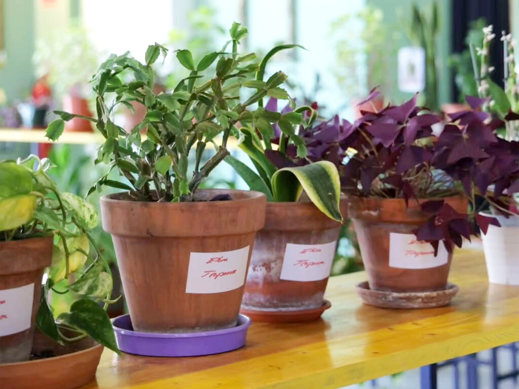 Guarderías de plantas: la solución para el cuidado vegetal durante las vacaciones en Madrid