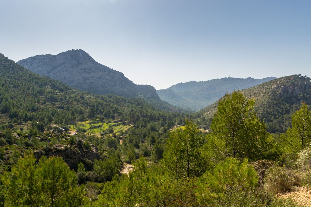 Mallorca Evalúa Reforestación Masiva como Alternativa a Desaladoras para Combatir el Estrés Hídrico