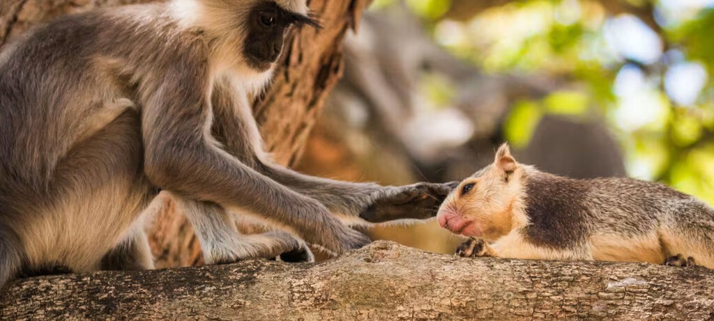 El apego interespecífico: Un estudio revela que los primates también cuidan y se relacionan con animales de otras especies