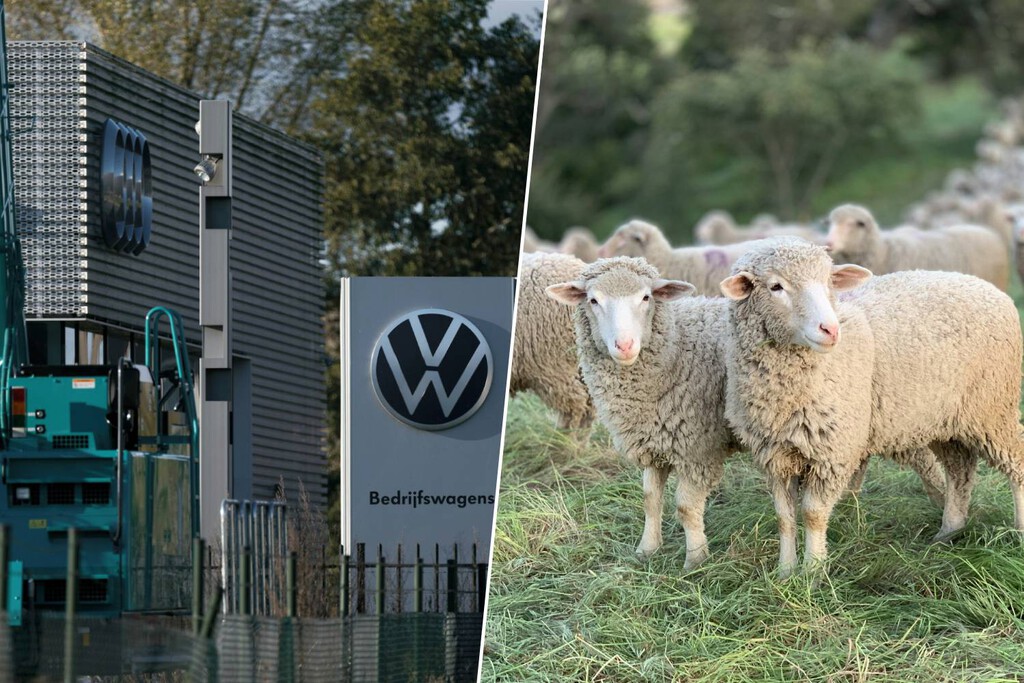 Volkswagen Implementa Pastoreo Ovino en su Planta Solar para Mantenimiento y Estudio Científico