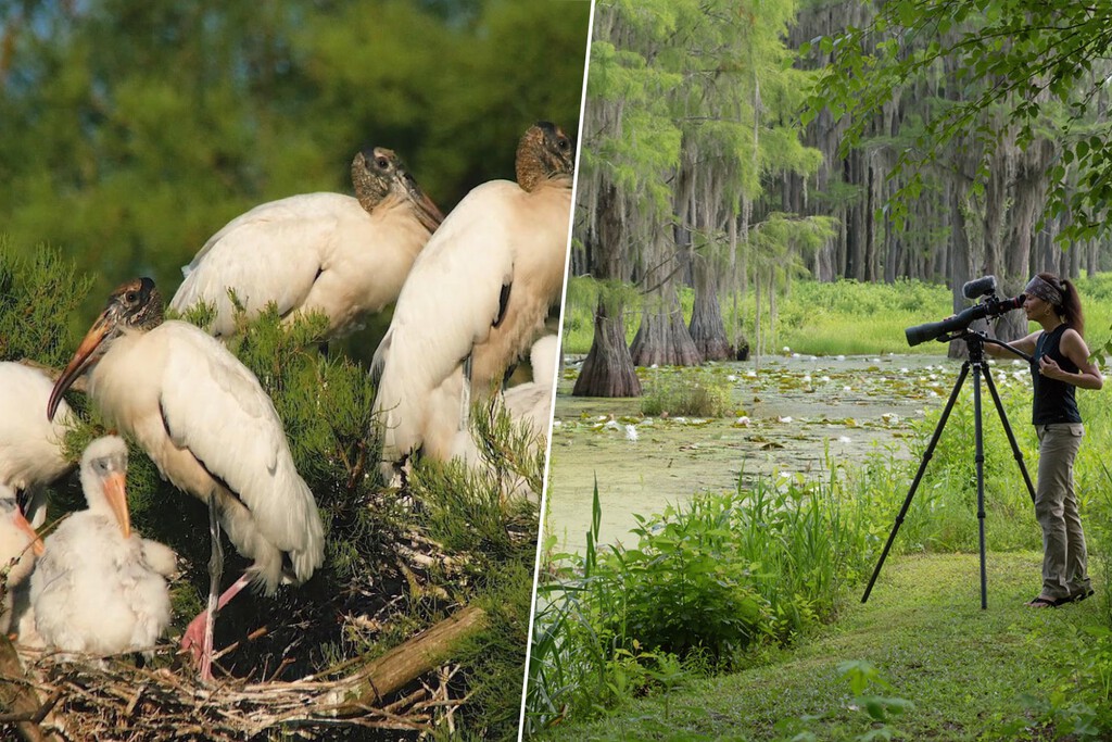 Pareja de Florida Transforma un Pantano Adquirido en un Próspero Santuario de Vida Silvestre