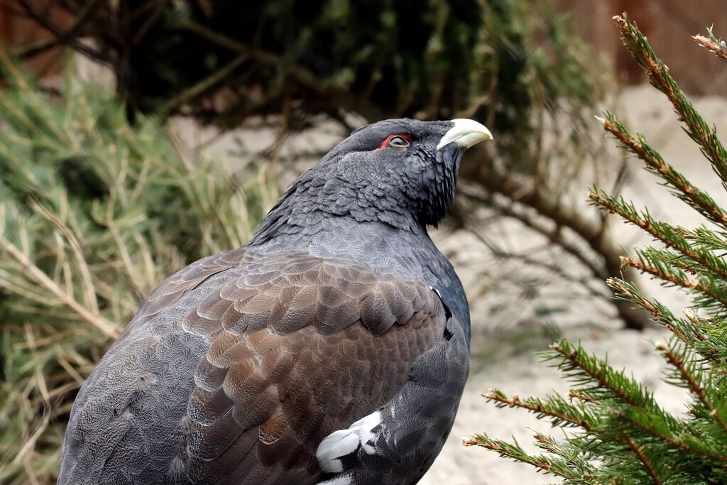 Fracaso en la reintroducción del urogallo cantábrico: solo uno de 30 ejemplares liberados sobrevive