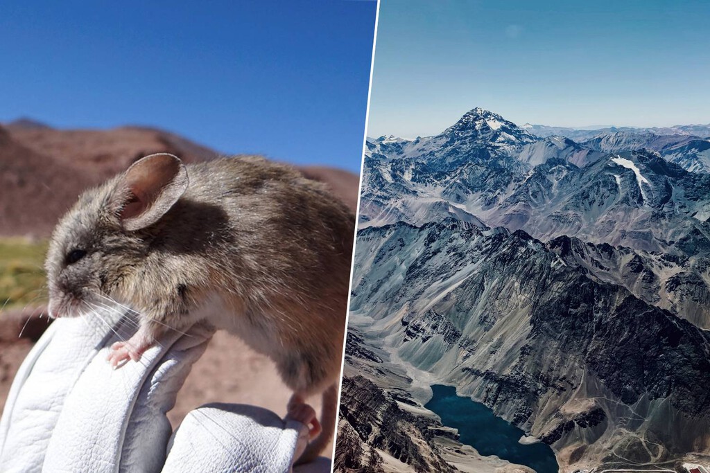 Descubierto un Mamífero Superviviente en las Alturas Extremas de los Andes: El Ratón Orejón Andino