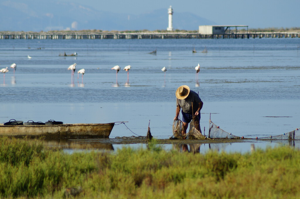 El calor extremo amenaza las mejilloneras del Delta del Ebro, impulsando la búsqueda de alternativas en el cultivo de ostras