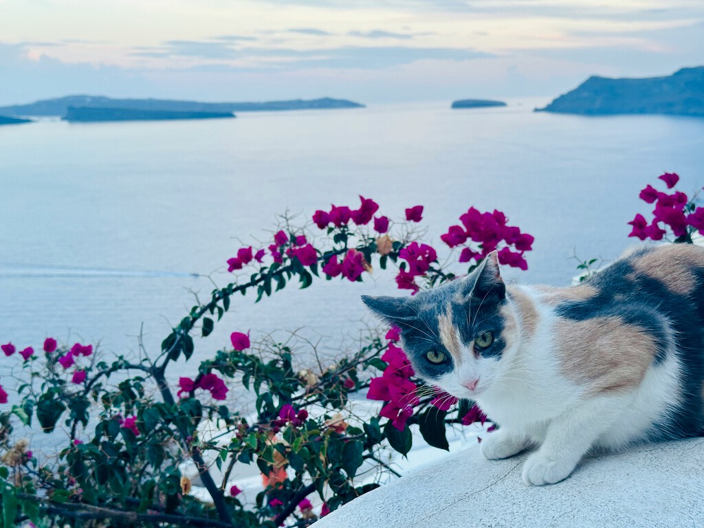 Oportunidad de voluntariado: Cuida gatos en una isla griega a cambio de alojamiento gratuito