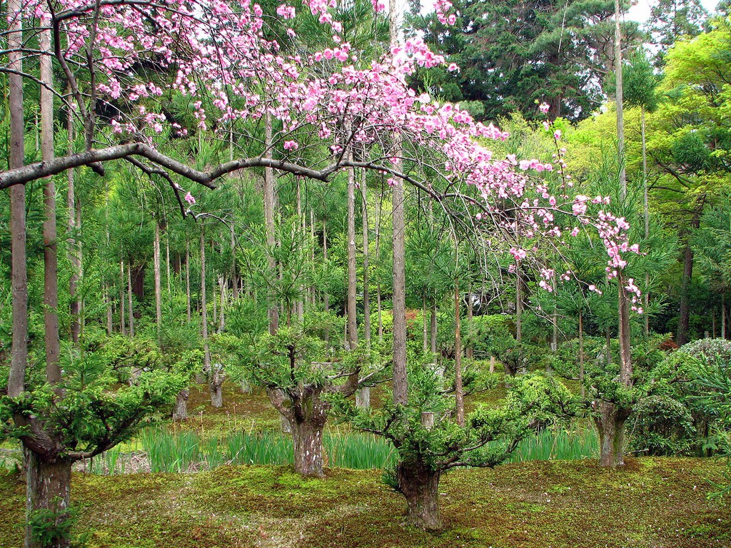 Daisugi: La milenaria técnica japonesa para producir madera sin talar árboles