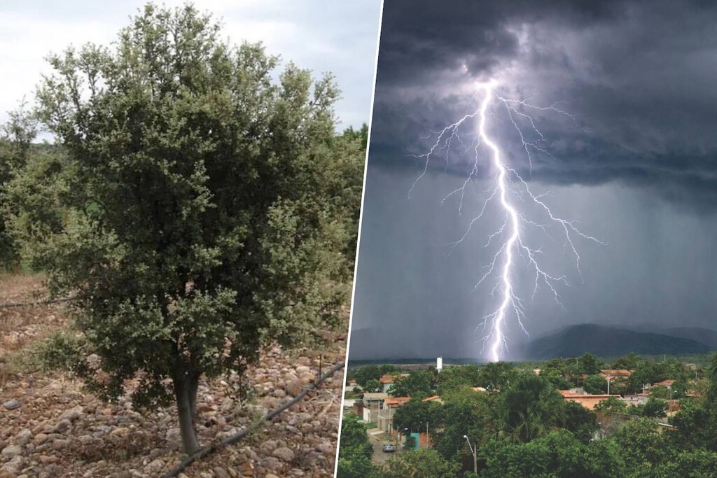 Bosques Truferos: Una Estrategia para Mitigar Tormentas Extremas en Valencia