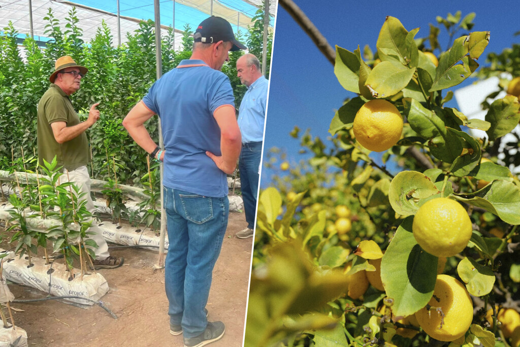 El virus CYVCV amenaza la producción de cítricos en España, afectando miles de limoneros