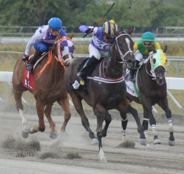 Comisión Hípica Nacional Anuncia Venta de Doce Equinos Importados en el Hipódromo este Sábado