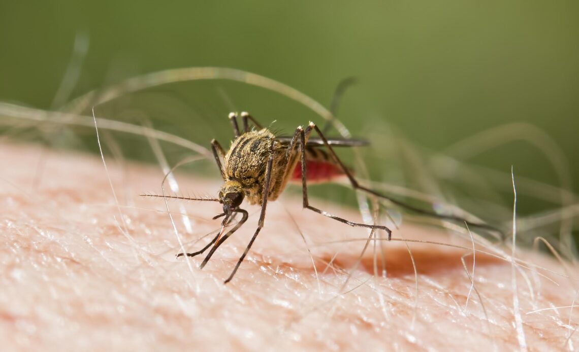 República Dominicana Registra Cero Muertes por Malaria y una Reducción Significativa en su Incidencia