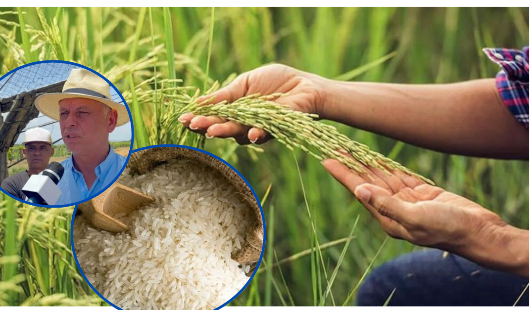 Productores de arroz en vilo por solicitud de EE. UU. para anular el Decreto 693-24