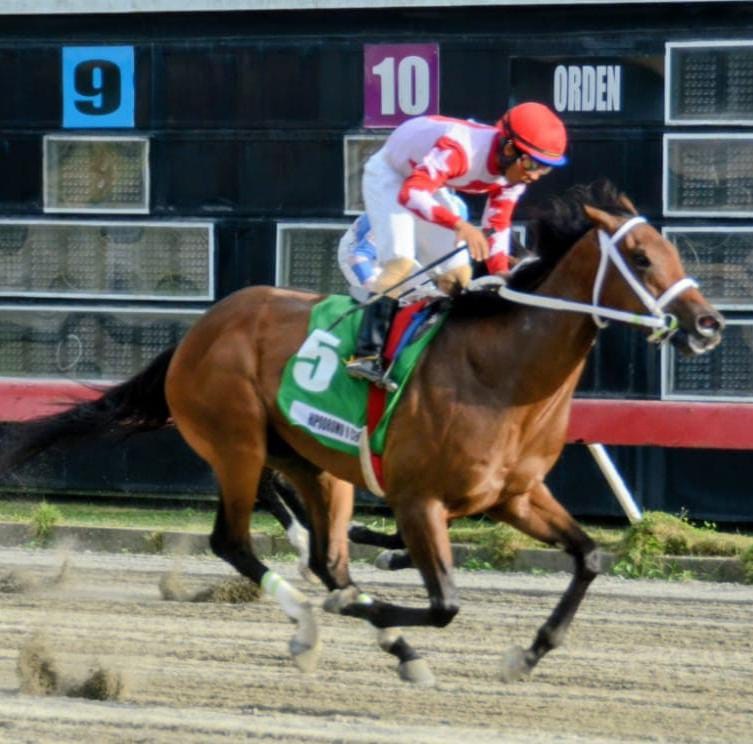 Siete Caballos Buscan el Clásico Felo Flores Este Sábado en el Hipódromo Quinto Centenario