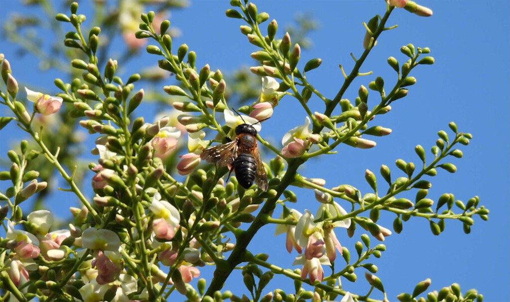 Árboles Ornamentales Exóticos: Un Factor Clave en la Propagación de Especies Invasoras, como la Abeja Gigante de la Resina