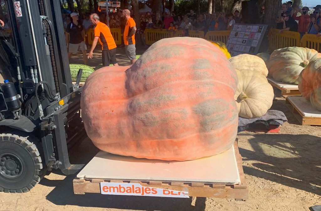 Rubén Mendi: El Campeón Navarro de Calabazas Gigantes y los Desafíos de su Cultivo