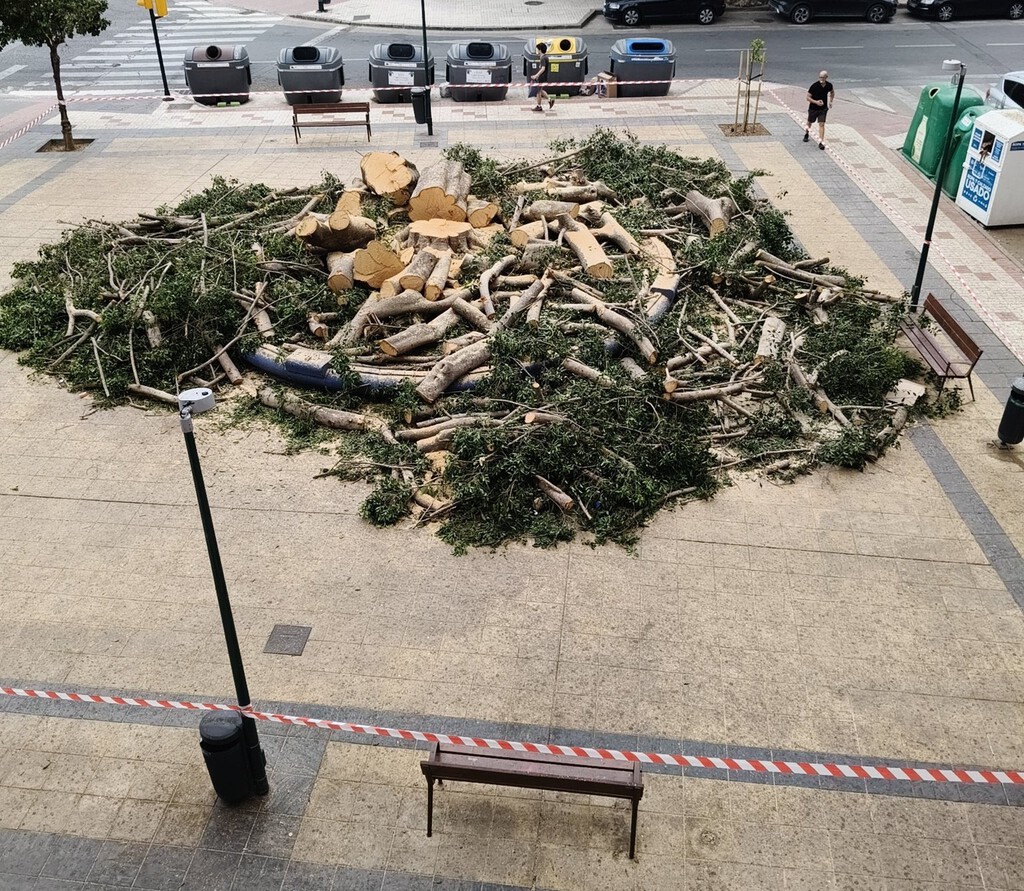 La tala del ficus centenario de La Paz en Málaga genera controversia y defensa municipal