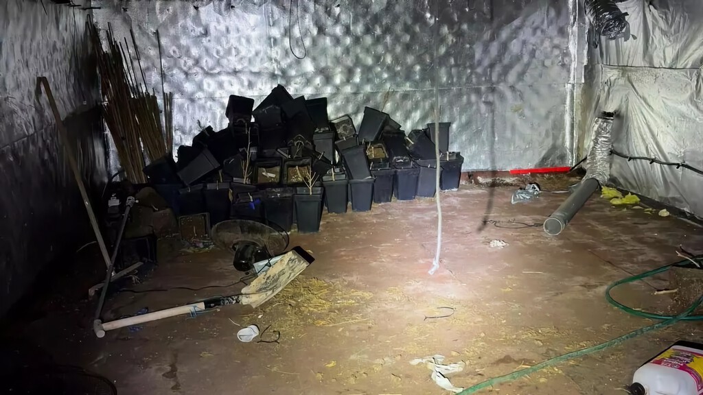 Descubren plantación de marihuana en sótano de casa recién adquirida en Borriol