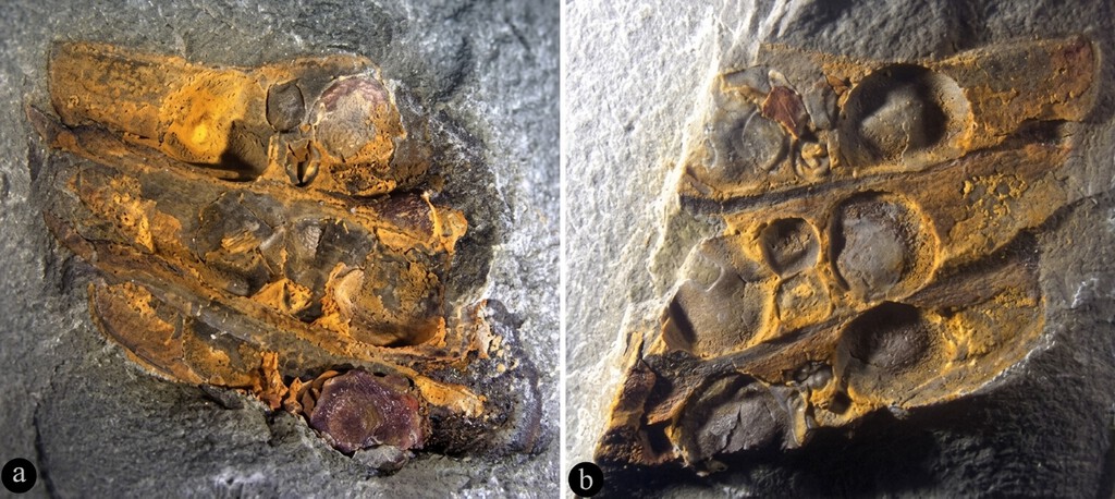 Descubrimiento de Fósil en China Sugiere un Origen Mucho Más Antiguo para las Plantas con Flores