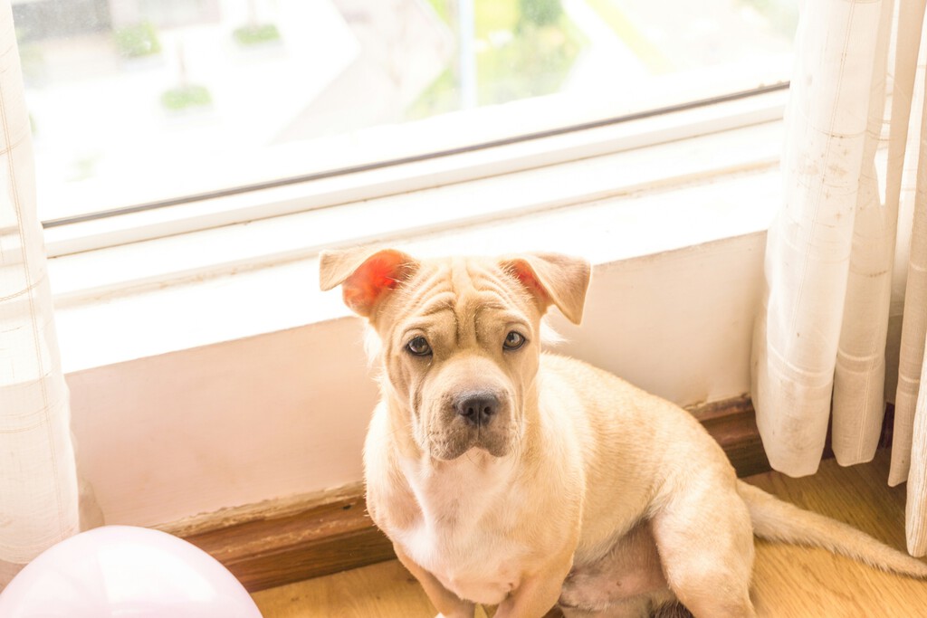 Guía para la Adopción o Compra de Perros: Consejos Esenciales para una Convivencia Exitosa