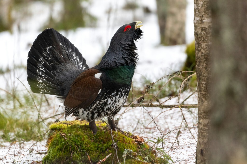 Francia abandona su programa de reintroducción del urogallo, mientras España continúa con desafíos similares