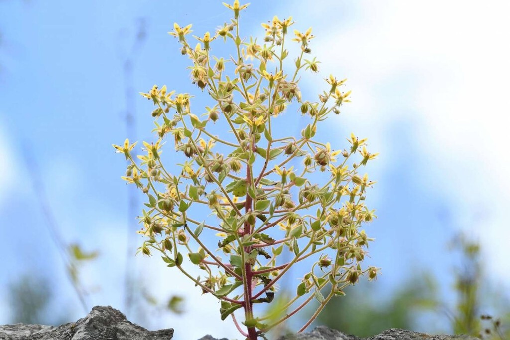 Confirmada la capacidad carnívora de la Saxifraga candelabrum, un siglo y medio después de la intuición de Darwin