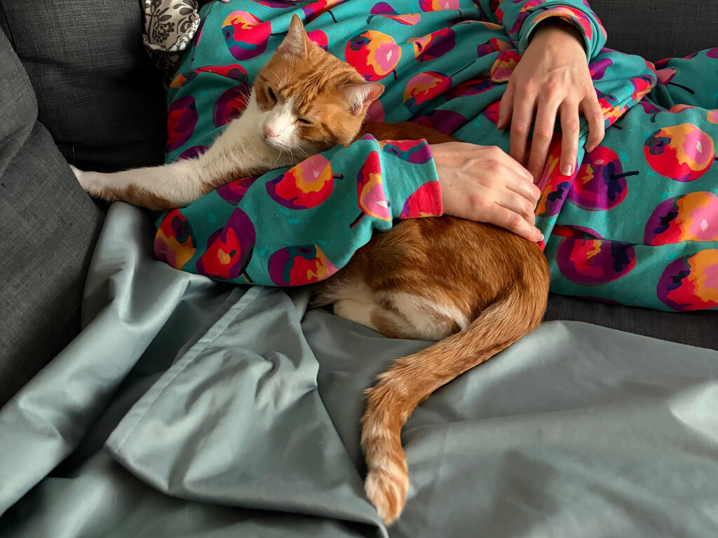 Por qué los gatos prefieren a quienes los ignoran: La perspectiva de una educadora felina