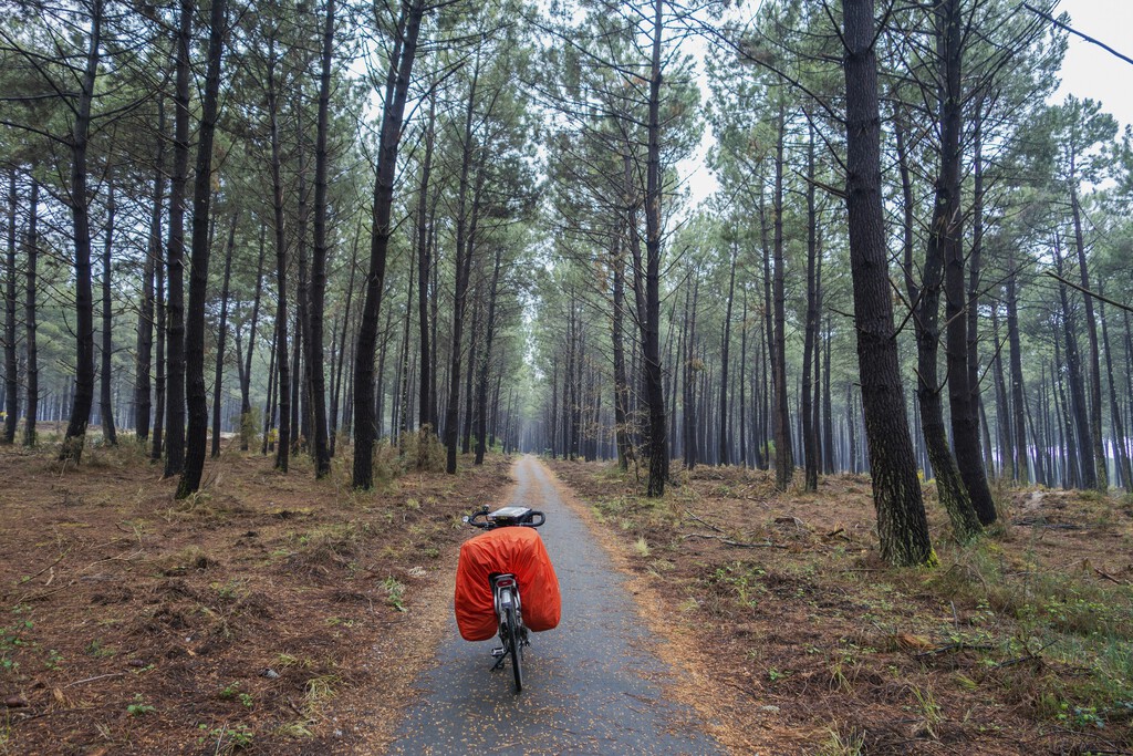 El Gran Bosque de las Landas: Un Proyecto Ambiental del Siglo XIX con Consecuencias Inesperadas