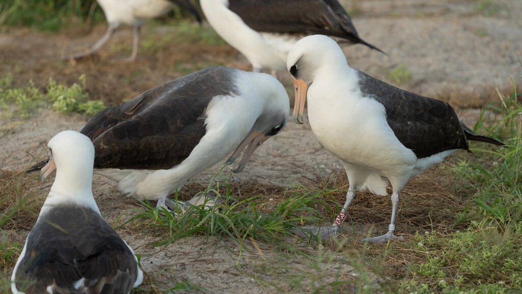 Wisdom, el albatros de Laysan de 75 años, establece un nuevo récord de longevidad y continúa criando en el atolón de Midway