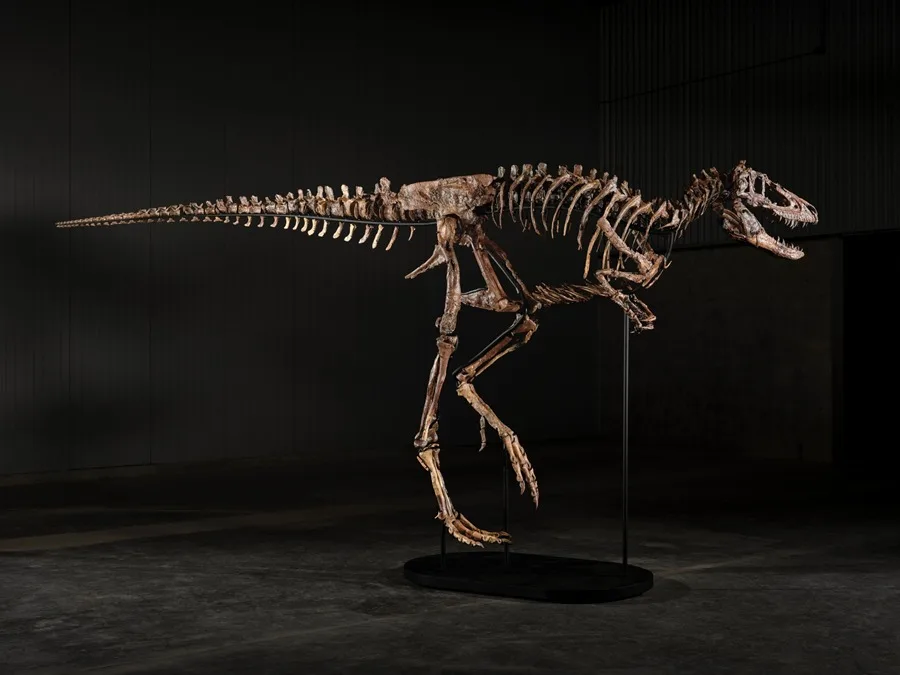 Esqueleto de Nanotyrannus ''Jodi'' Alcanza 47.3 Millones de Dólares en Subasta de Sotheby''s