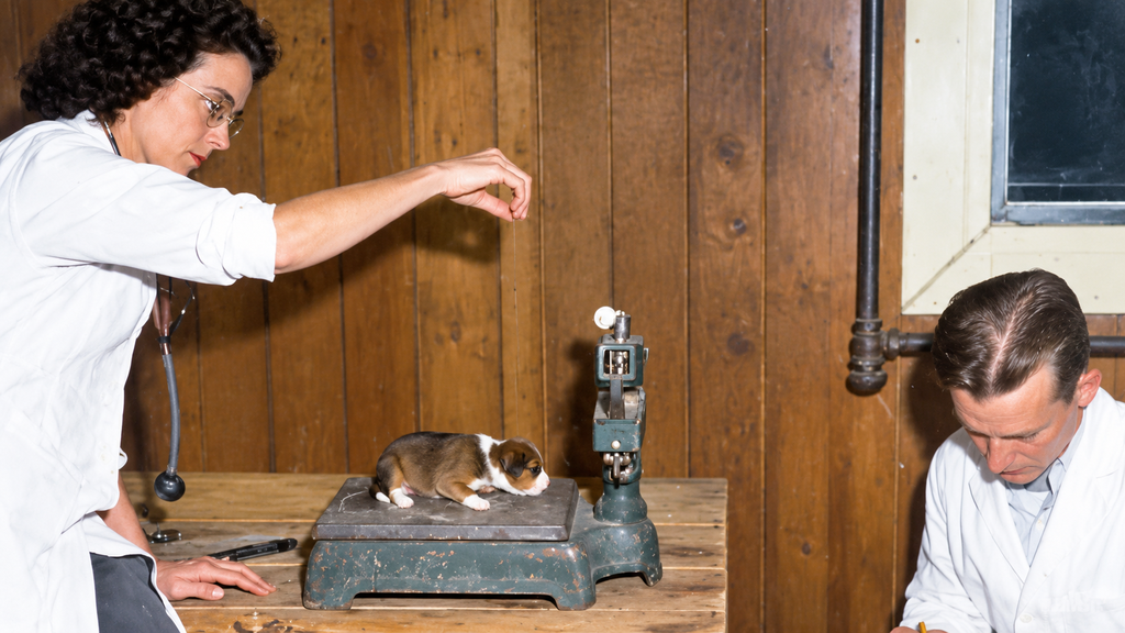 El ambicioso experimento canino de EE. UU. post-Segunda Guerra Mundial: La búsqueda del "superperro" y sus reveladoras conclusio