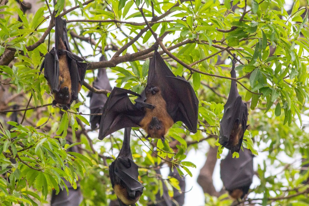 Descubierto el Origen Europeo de los Murciélagos y su Antigüedad en la Ecolocalización