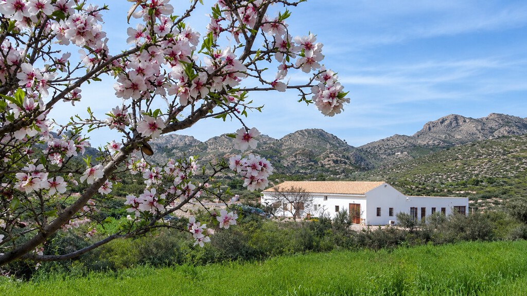 Oportunidad de Voluntariado en Alicante: Vive Gratis en una Casa con Piscina a Cambio de Ayuda en Finca con Animales Rescatados