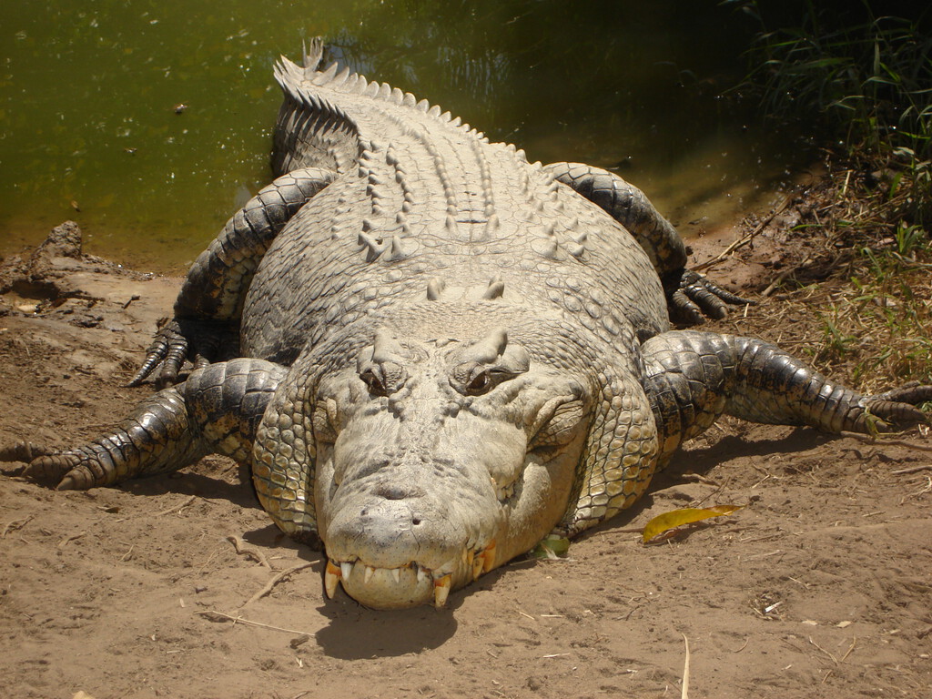 Río Fitzroy: La sede olímpica de remo de Brisbane 2032 con cocodrilos, pero la equidad preocupa más que los reptiles